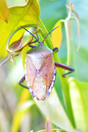Stink  Bugs, Longan stink bug, Tessaratoma papillosa  , Homoeocerus sp , Coreidae, Hemiptera,