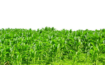 Corn fields の写真素材