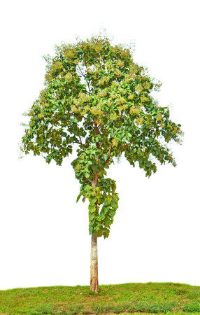 single tree,Perennial plants are distinctive 