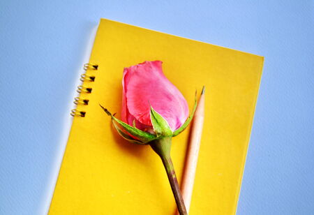 Many budding pink roses placed on the notebookの写真素材