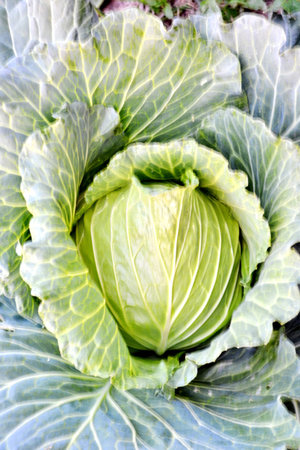 Fresh cabbage