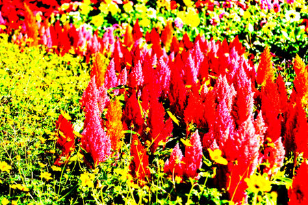 Closeup of a cockscomb flower  Celosia Cristata  in a garden