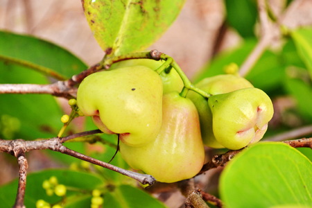 Rose apples or green chomphu on tree in orchard,Thailand の写真素材