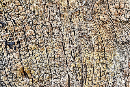 brown wood texture with natural patterns  