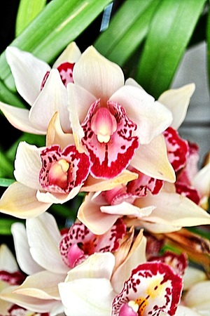 Beautiful  pink orchidの写真素材