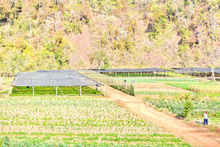 vegetable garden The mountain-pattern in greenの写真素材