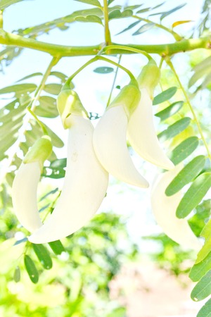 Vegetable humming birdの写真素材