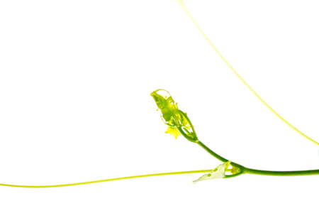 Amount of plants plant design plant formの写真素材