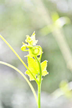 abstract macro Coccinia grandis   tamlueng   with tentacles rolls helix の写真素材