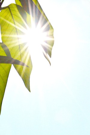 green leafes in sunny day の写真素材