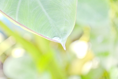 Water drops on green leaf  Macro close up detail  Background  の写真素材