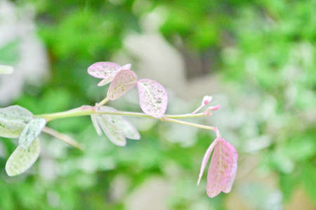 tamarind leaves can use background の写真素材