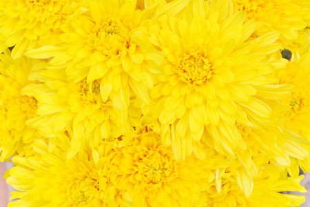 yellow chrysanthemum isolated backgroundの写真素材