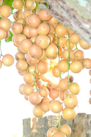 Baccaurea ramiflora on the tree 