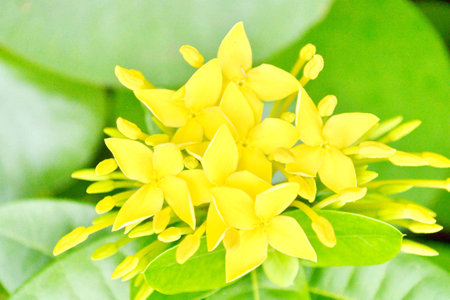 Close-yellow flowers West Indian Jasmine scientific name Ixoraの写真素材