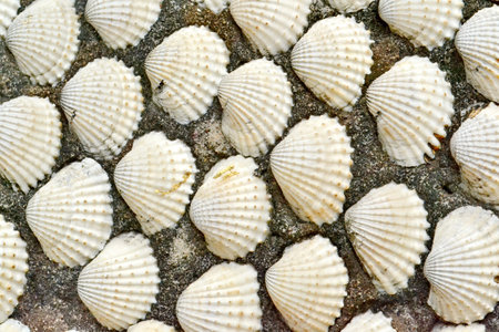 These are pattern of mussels. Such mussels are suggested as a souvenir in the seaside places.