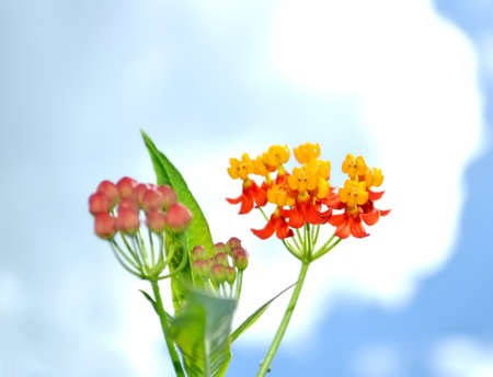 beautiful garden flower in selective focusの写真素材