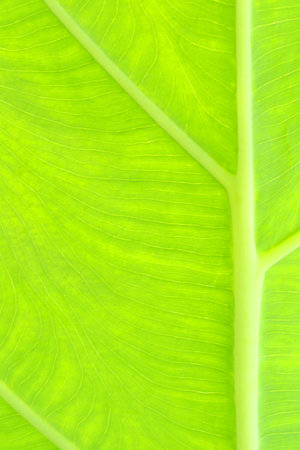green leaf as background  texture of a green leaf as background