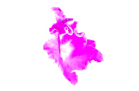 beautiful purple orchids blooms on white backgroundの写真素材