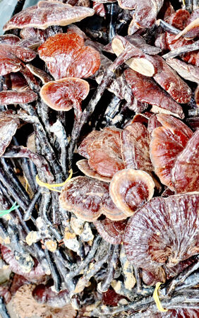 Ganoderma lucidum in Marketingの写真素材