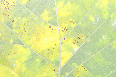 beautiful close up plant Leaves texture background