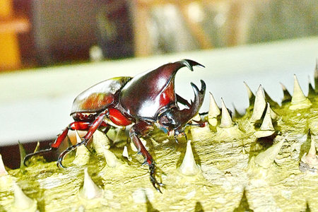 Male Siamese rhinoceros beetle, Xylotrupes gideon