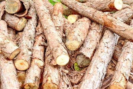 Wood preparationの写真素材