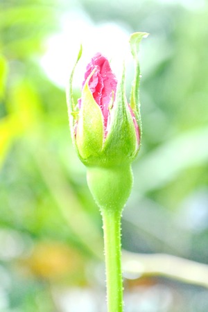 First roses bloom Symbol of love And weddingsの写真素材