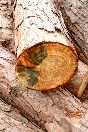 Wood preparation / Industries that have an impact on the environment