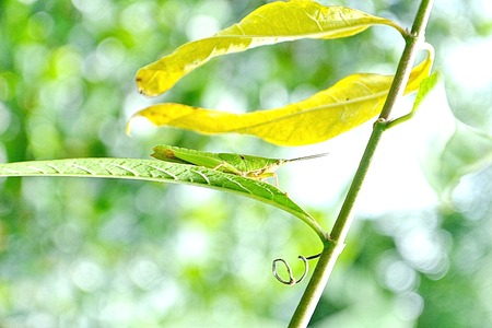 green grasshopper in green natureの写真素材