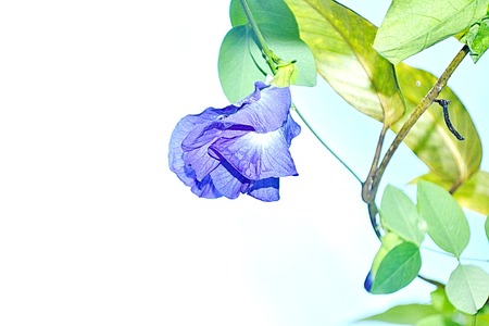 Butterfly pea flower in the green nature or in the gardenの写真素材