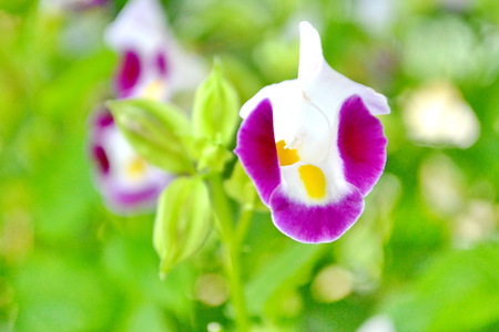 Torenia, Wishbone flowerの写真素材