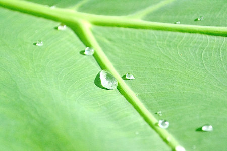 Water drops on green leaf. Macro closeup detail. Background