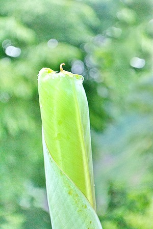close up plant Leaves texture backgroundの写真素材