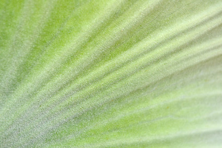 green leaf as background  texture of a green leaf as background