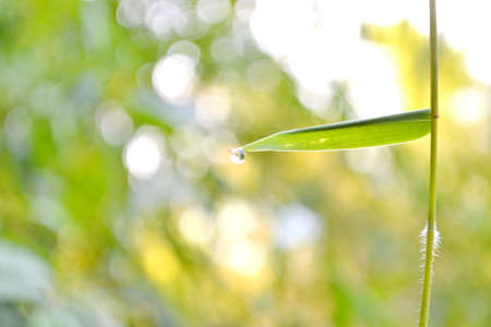 Water drops on green leaf. Macro closeup detail. Backgroundの写真素材