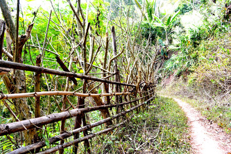 Bamboo fence with green plants.の写真素材