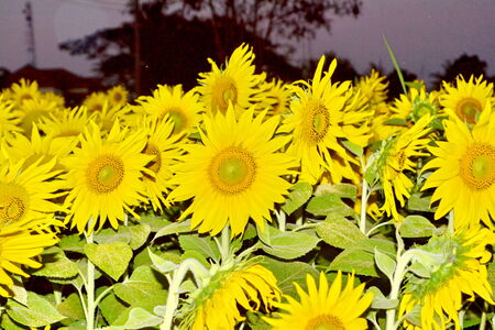 Sunflower close-up with many flowers and green leaves on backgroundの写真素材