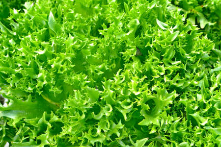 Hydroponics Vegetables : planting the vegetable without soil. Grow them in the tube which contains liquid that has fertiliserの写真素材