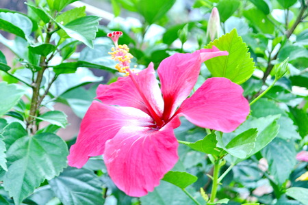 beautiful red hibiscus flower in summer outdoorの写真素材