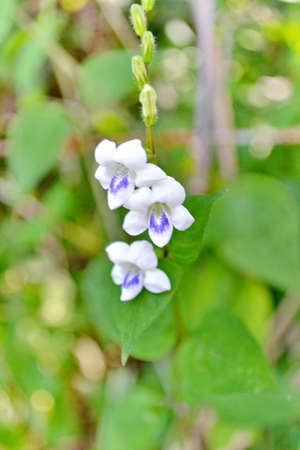 Small white flowersの写真素材