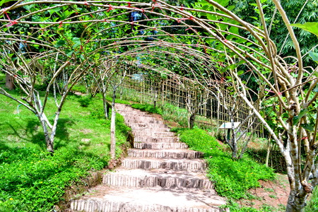 pathway in asian gardenの写真素材
