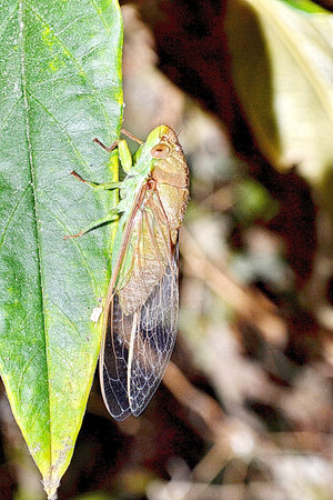 insect a cicada sits on green plant
