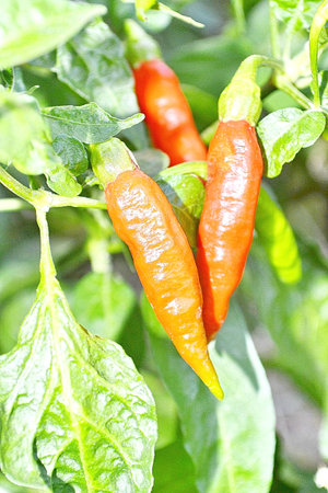 Red hot chili pepper tree growing