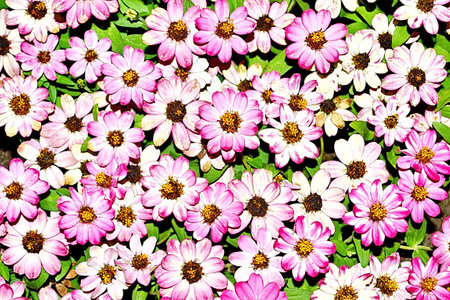 Chrysanthemum; Dendranthemum grandiffloraの写真素材