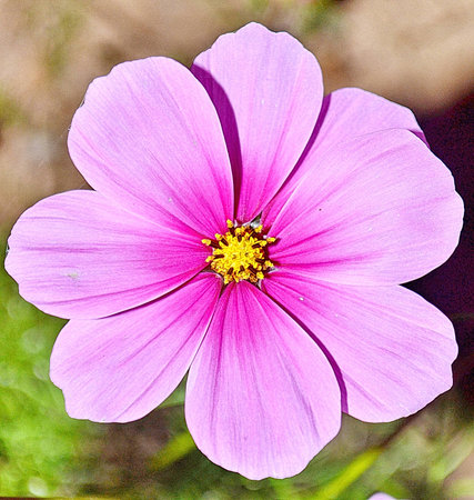 Close up of purple cosmea (cosmos) flowerの写真素材