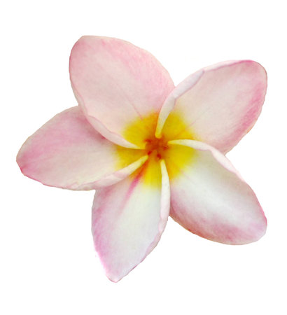 Frangipani, Dok Champa Laos,National flower of Laosの写真素材