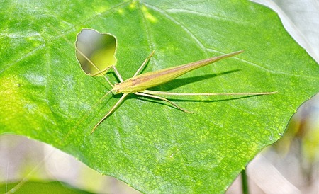 grasshopper in green nature or in the gardenの写真素材