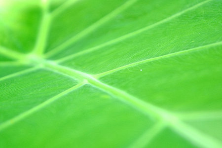 green leaf as background, texture of a green leaf as background