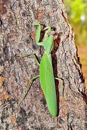 green praying mantis on Tree barkの写真素材
